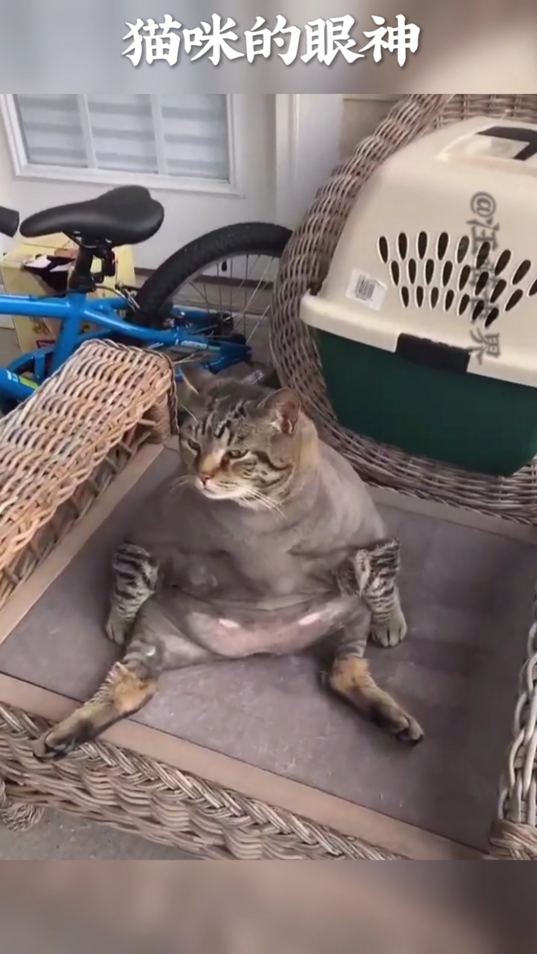 搞笑萌宠#猫咪的小肚腩越来越大了