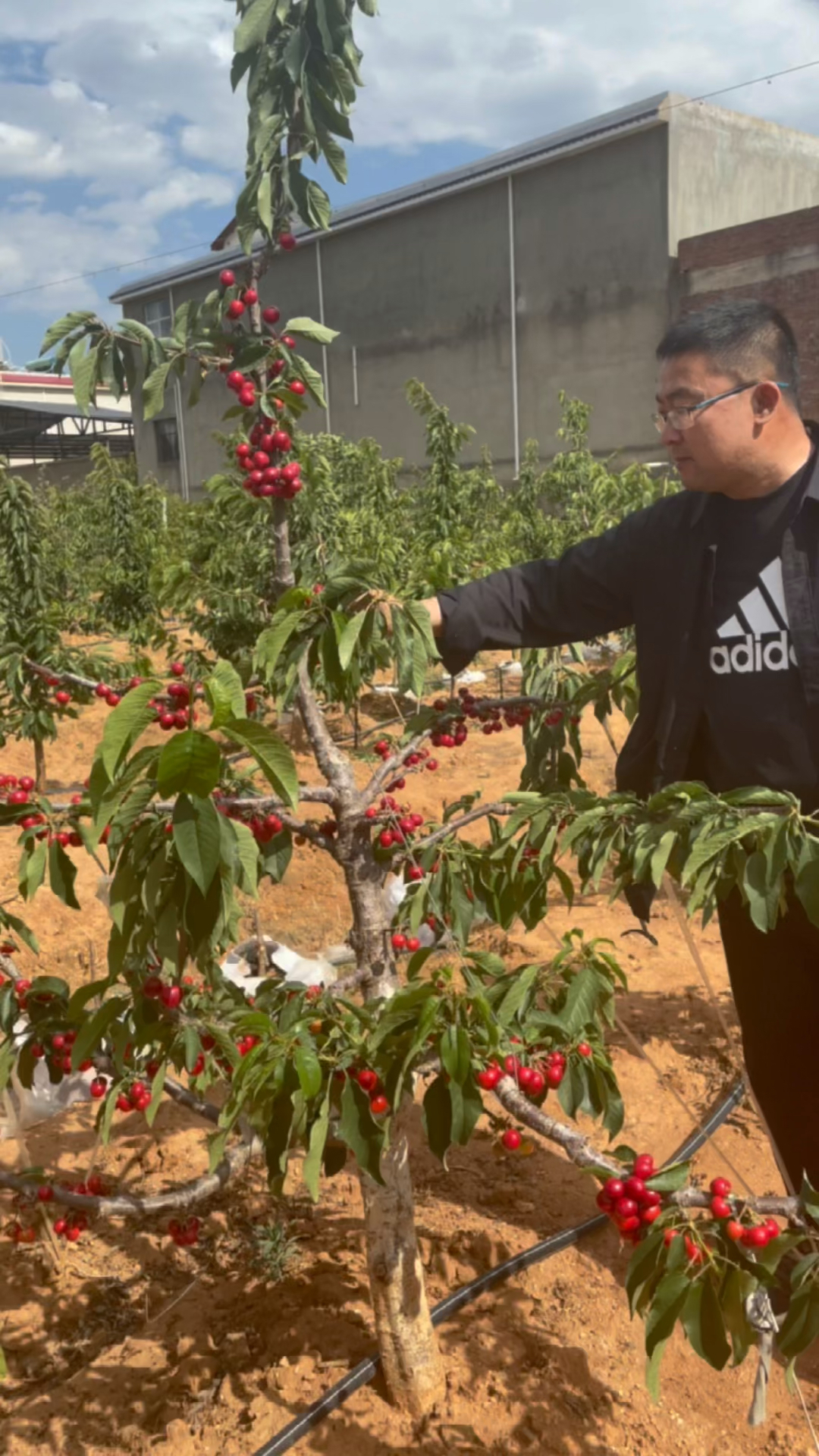 瑞丰车厘子苗#我们云南昆明客户大樱桃种植情况,技术管理到位一逊丰