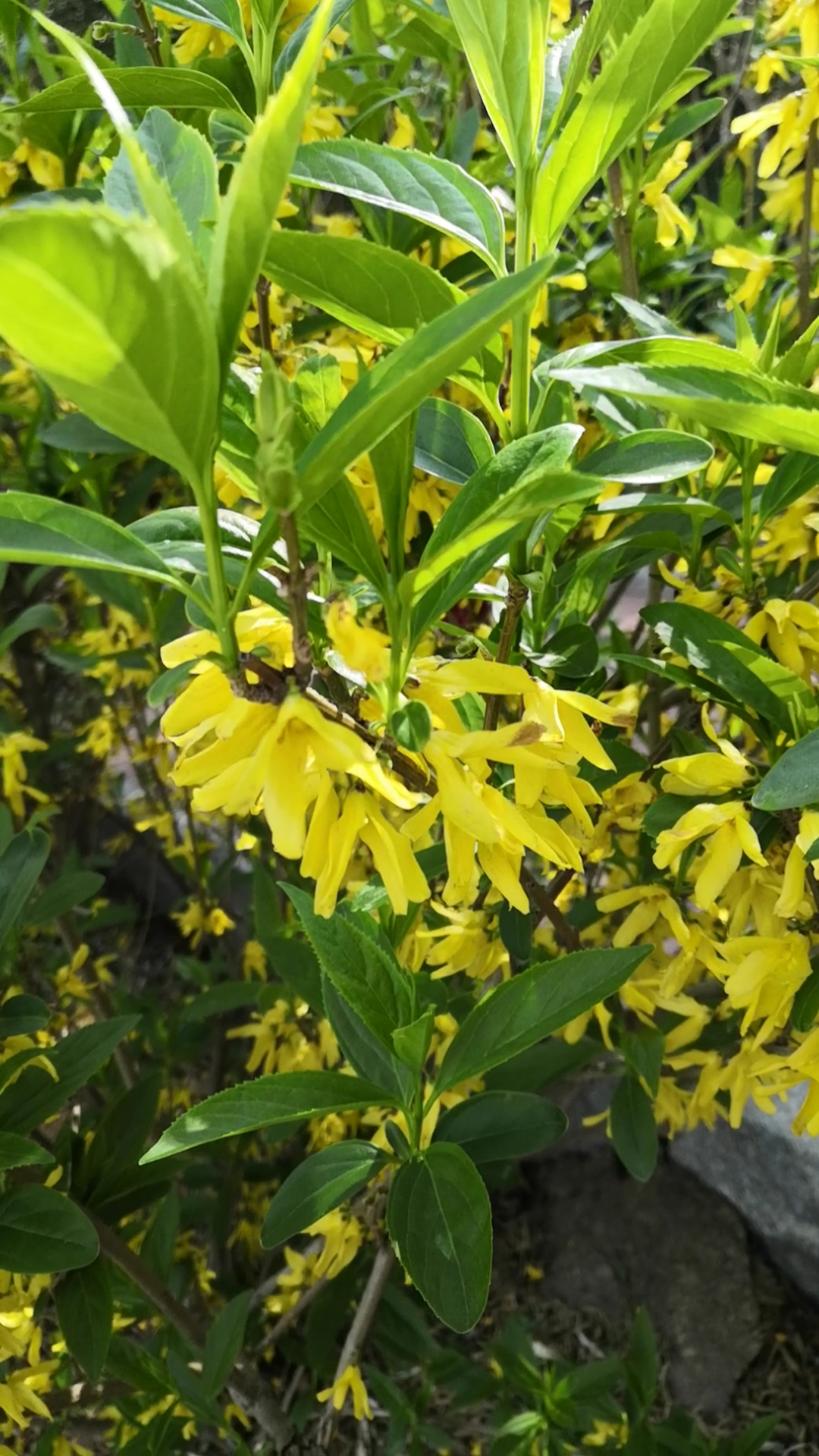 音为有你#风中劲草