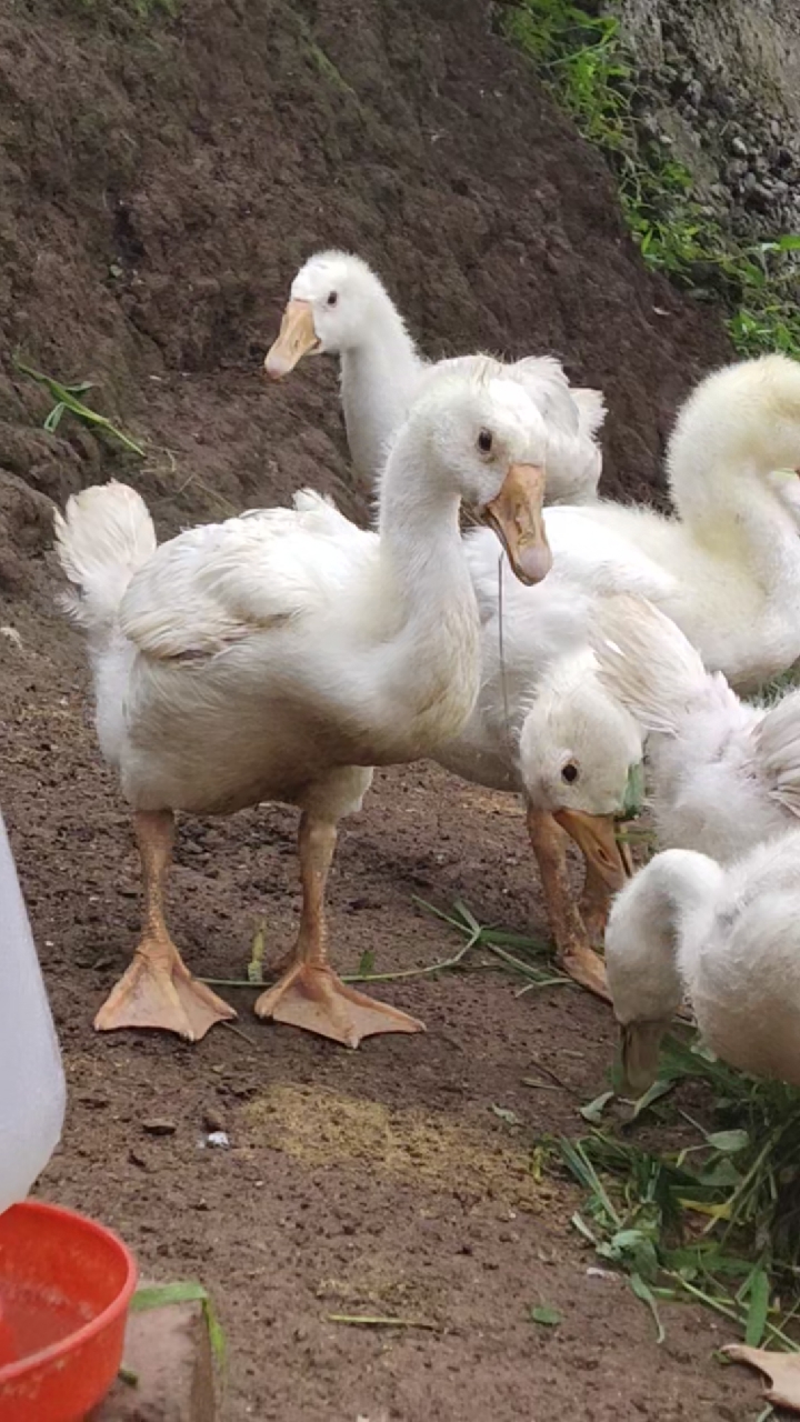 勤劳奋斗养鹅人#五龙鹅产蛋高手一只年产最高180枚左右