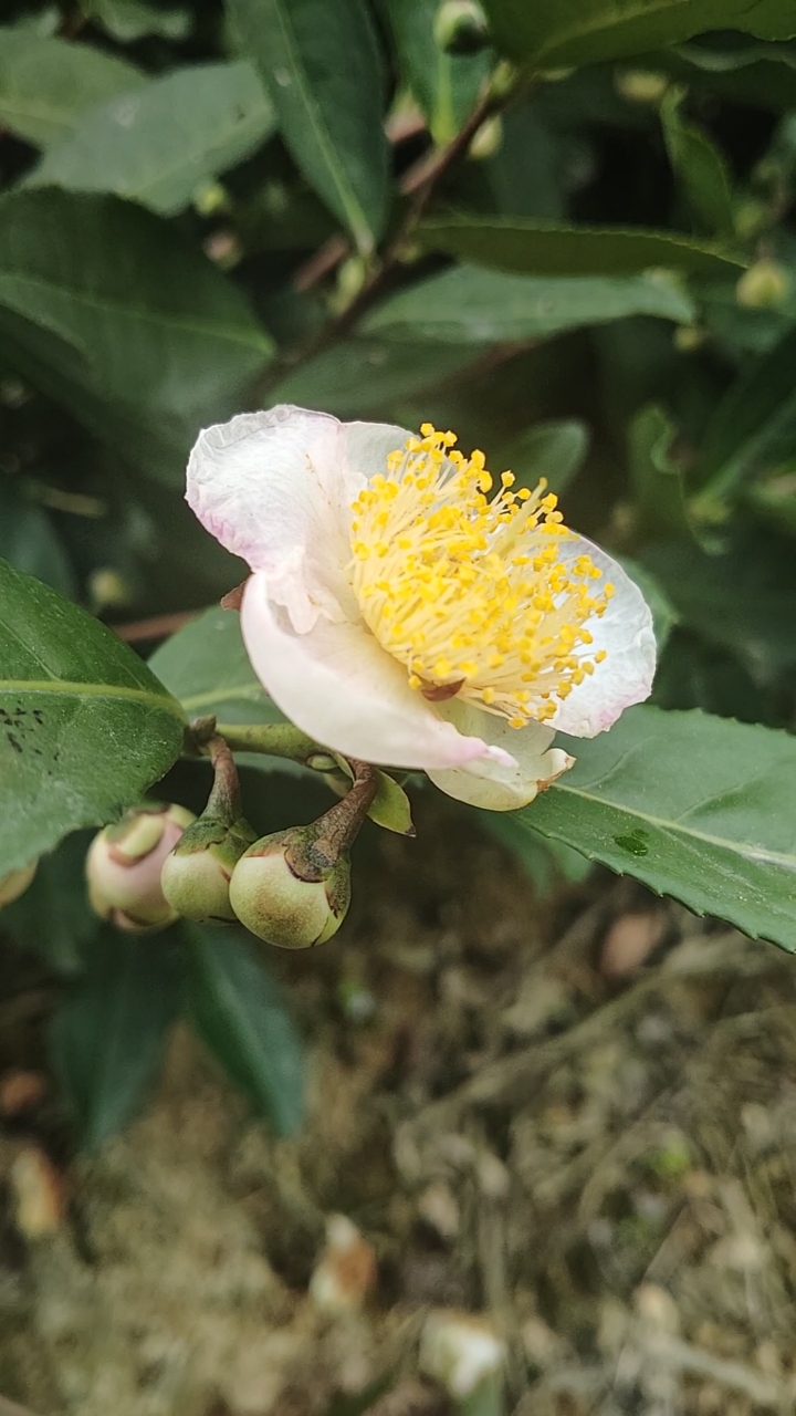 看看茶叶树开的花