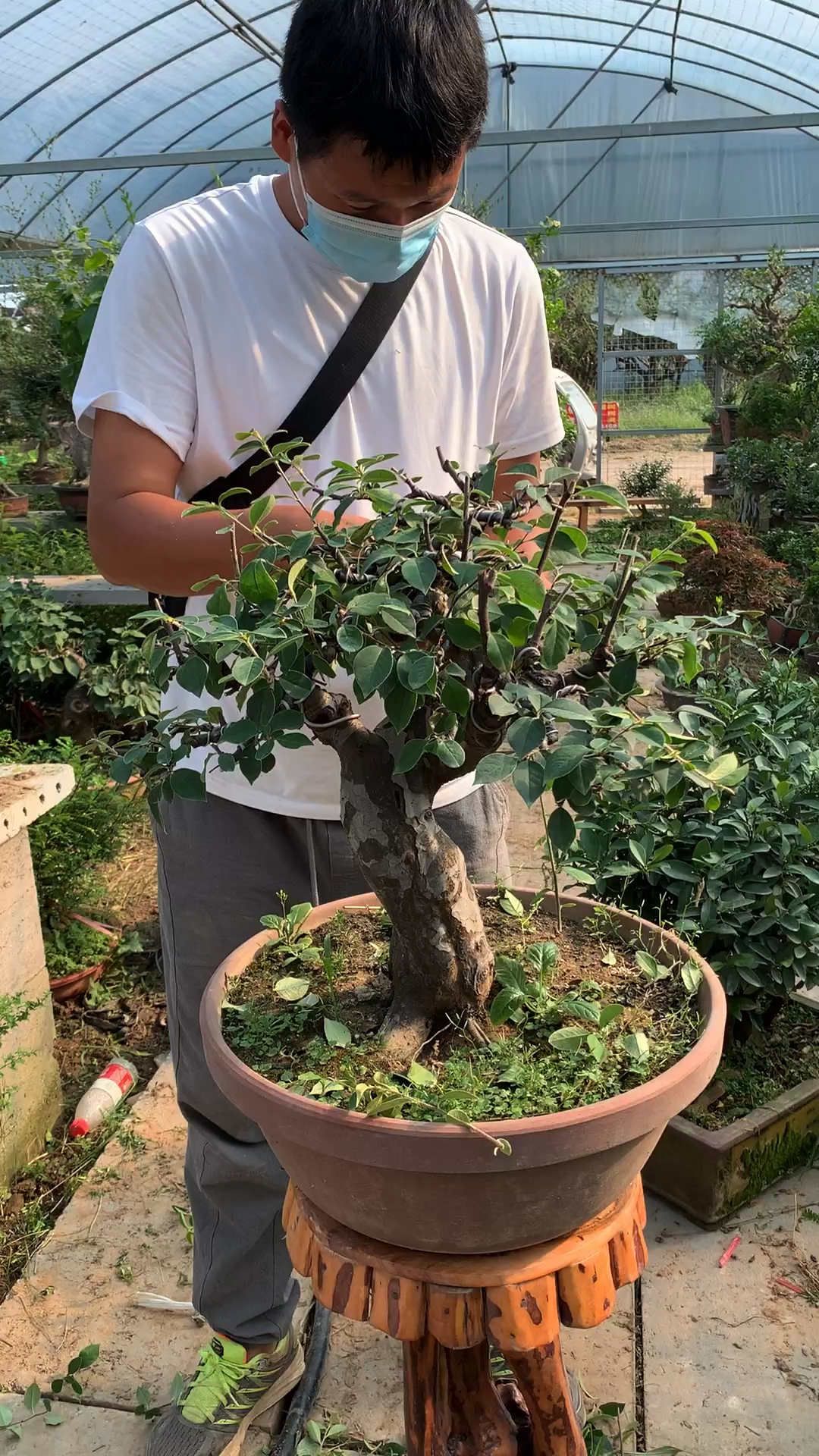 木瓜树盆景养殖方法图片