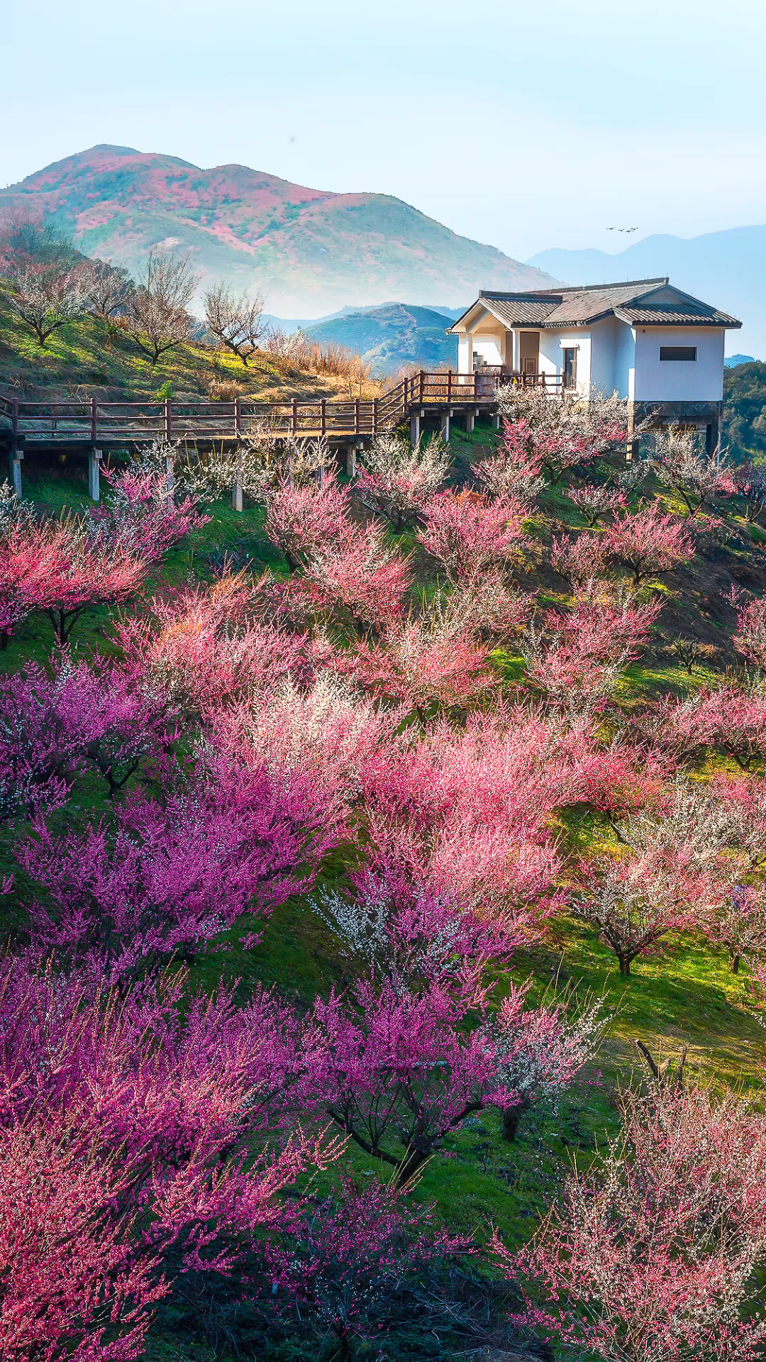 人间四月芳菲尽,山寺桃花始盛开.长恨春归无觅处,不知转入此中来.