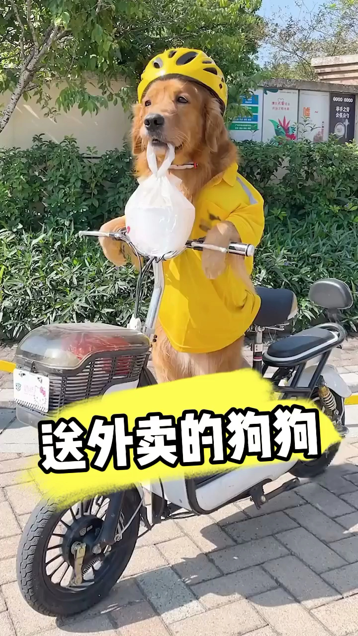 我家萌宠成精了#送外卖的狗狗