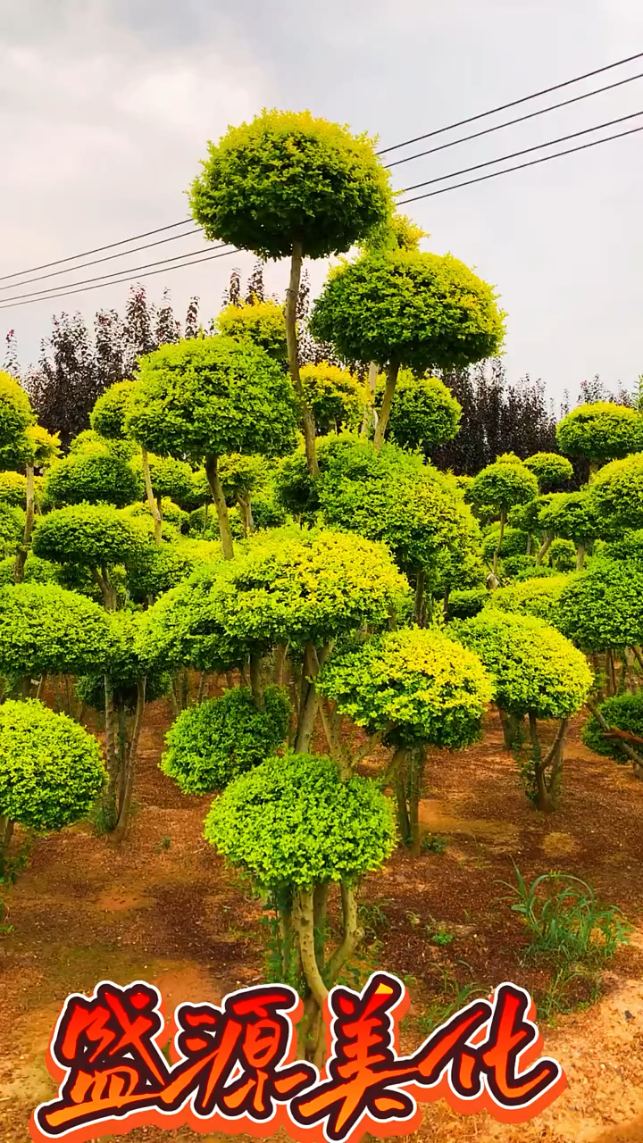 亮晶女贞造型树四季不落叶适合庭院别墅农家小院栽植