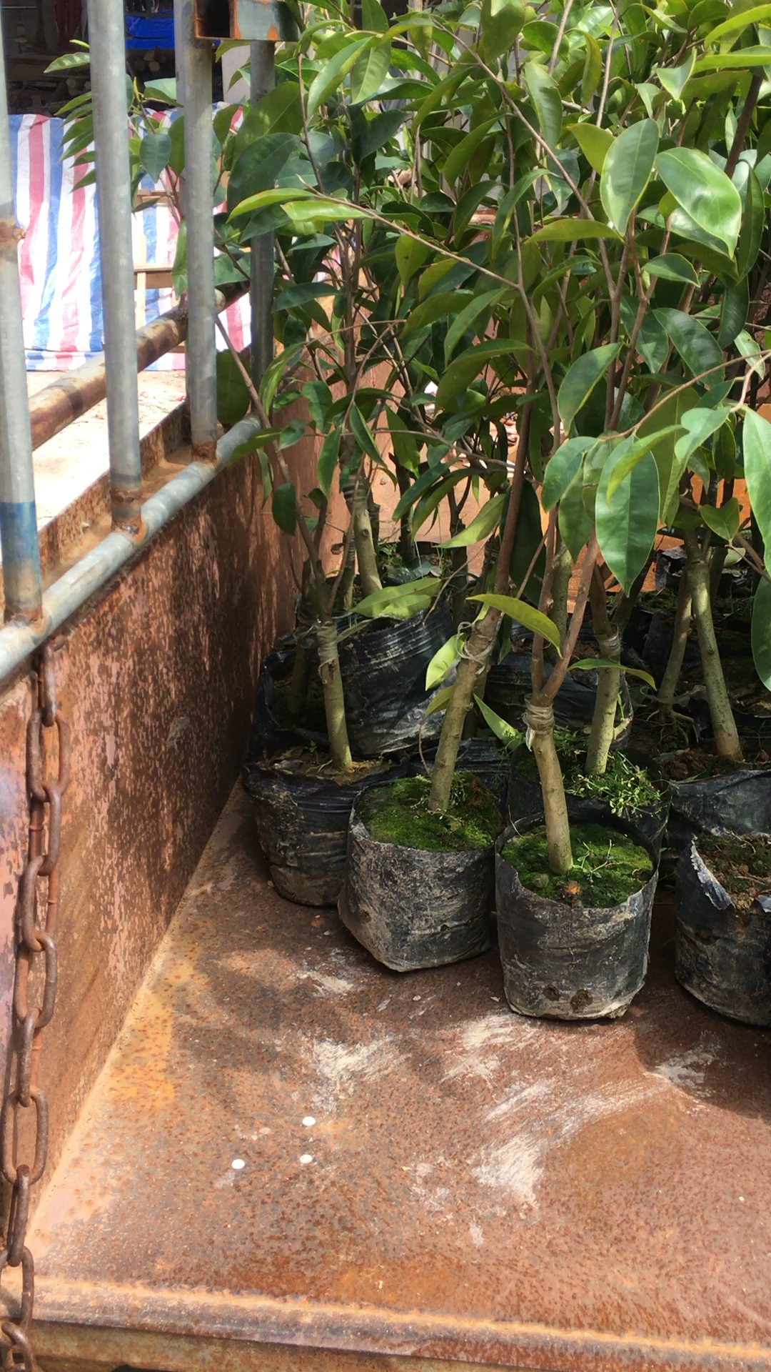 奇楠沉香树苗适合在哪里种植(奇楠沉香树苗适合在哪里种植奇楠沉香的