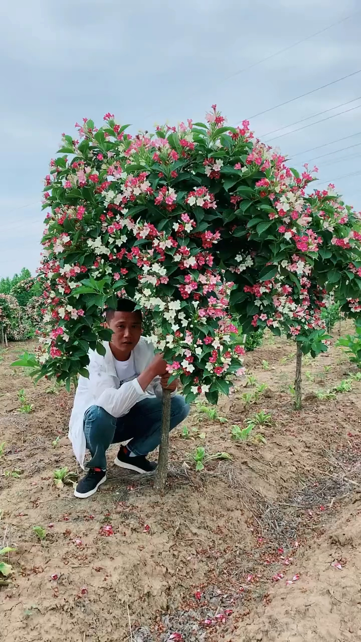 五彩锦带寓意前程似锦开花彩色耐寒耐旱南北方都可以栽植