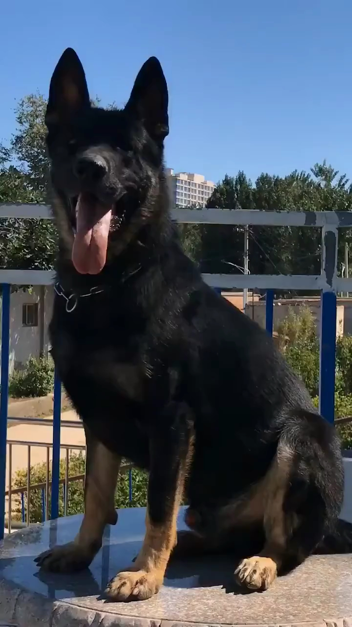 东德牧羊犬#太极小公,萨博儿子.-度小视