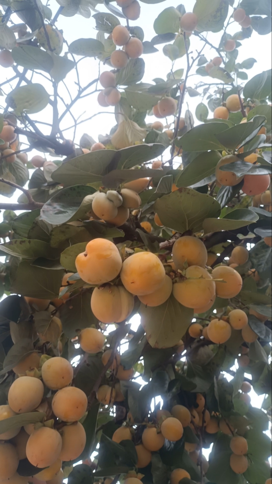 记录生活#多子多福,今年的柿子真多