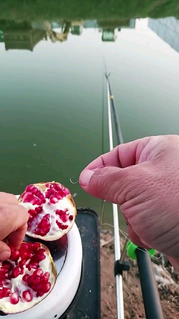 有谁知道石榴能钓什么鱼