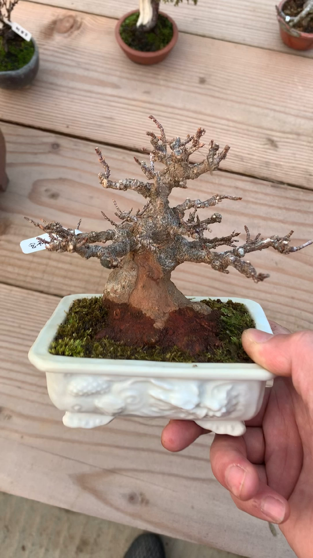 进口枫树盆景,超级矮霸