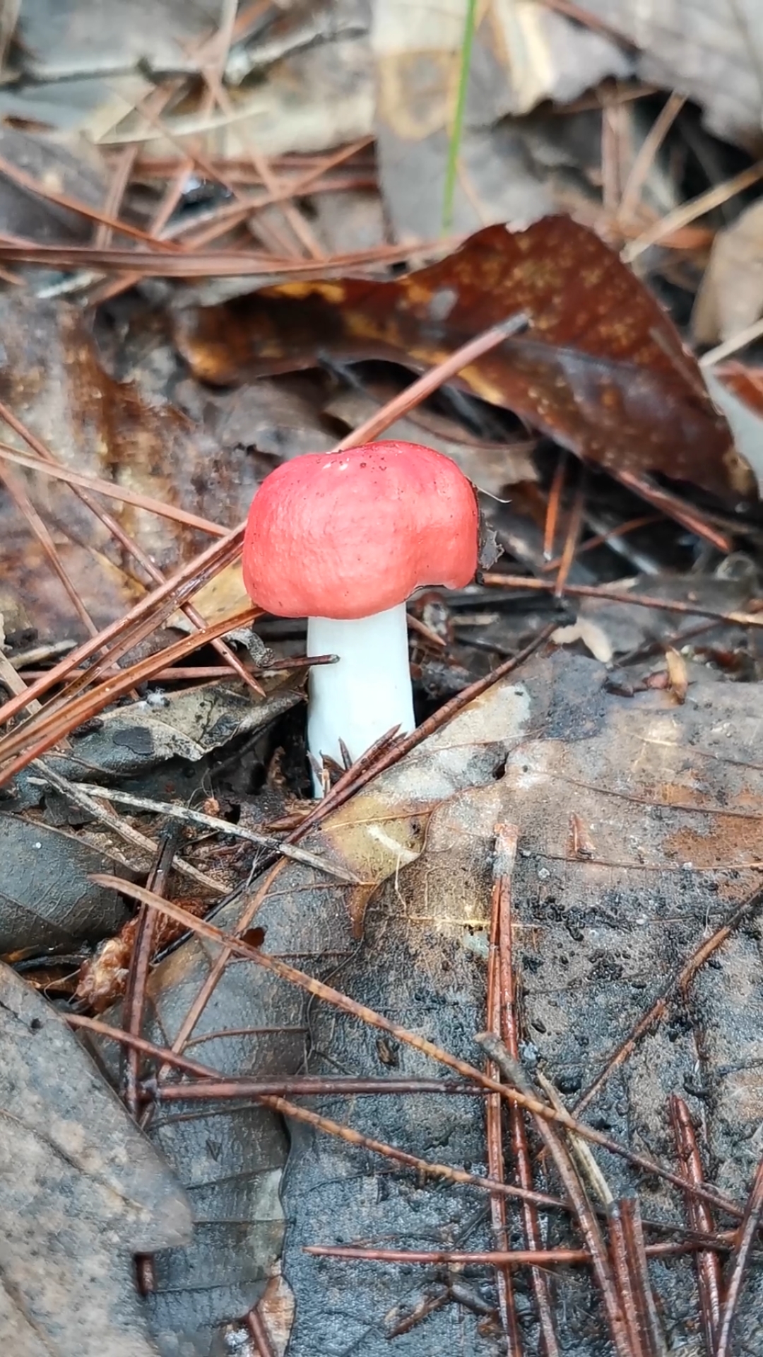 蘑菇红伞伞白杆杆贴近泥土的清香