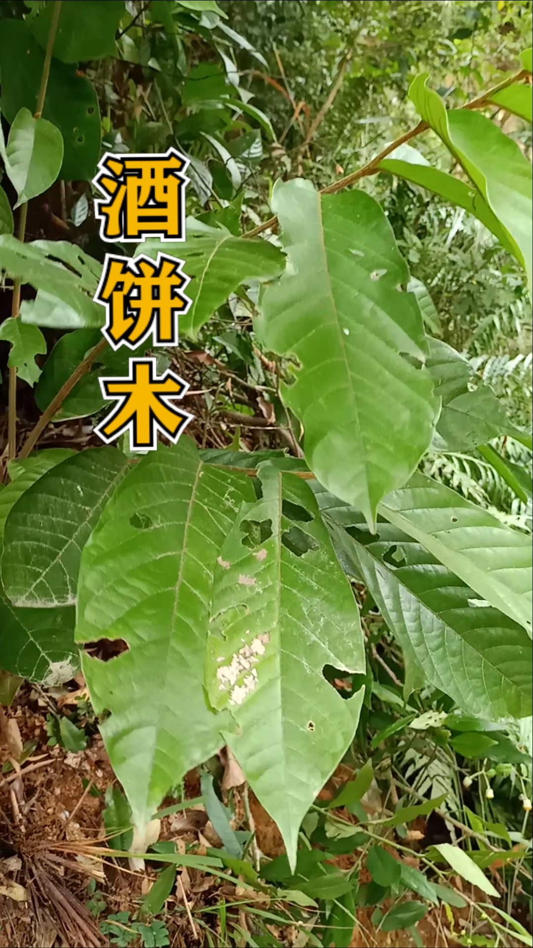 酒饼子木,学名紫玉盘,叶,果可以用来制作酒曲,气味芳香好闻花色艳丽