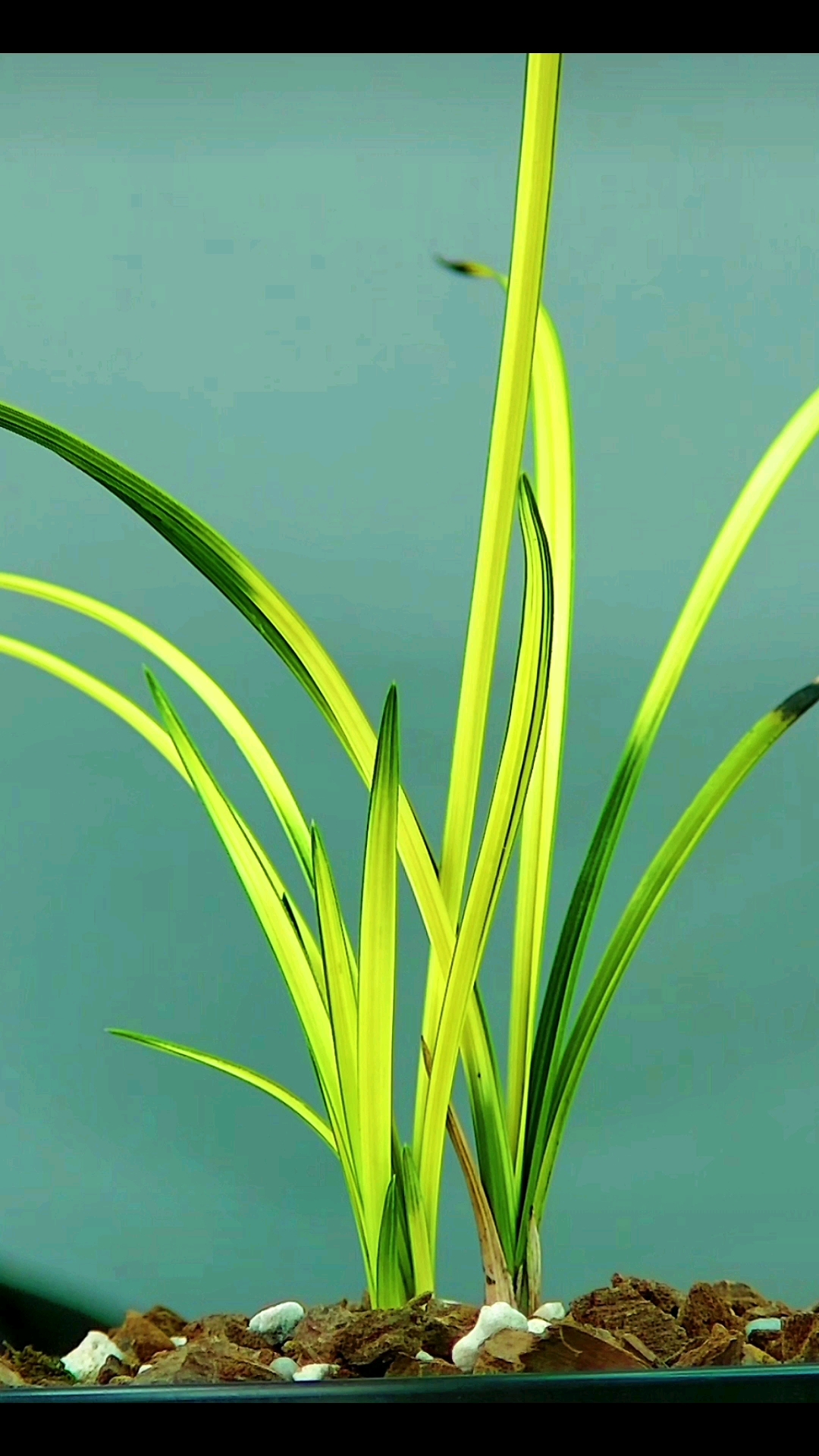 兰花#精品惠兰,变形中透艺