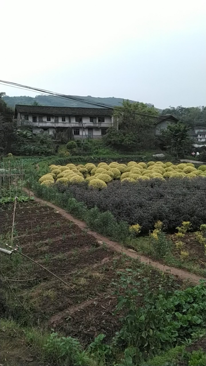 北碚三圣镇上个世纪八十年代农村老房子现在都没人住了.
