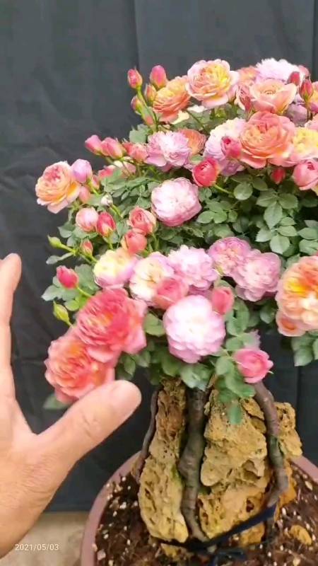 完全绽放中的躲躲藏藏月季盆景-度小视