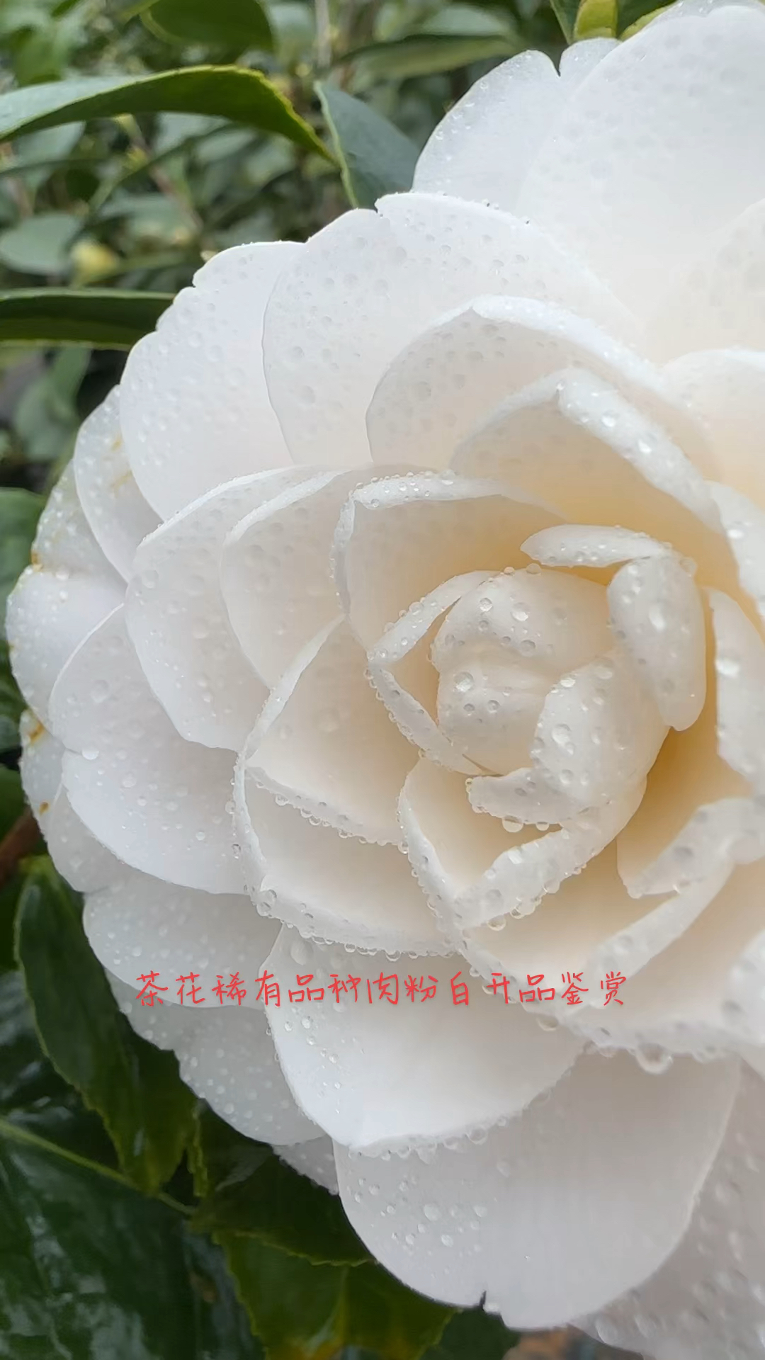 茶花#小李精选名品茶花基地,肉粉白茶花开品鉴赏!-度小视