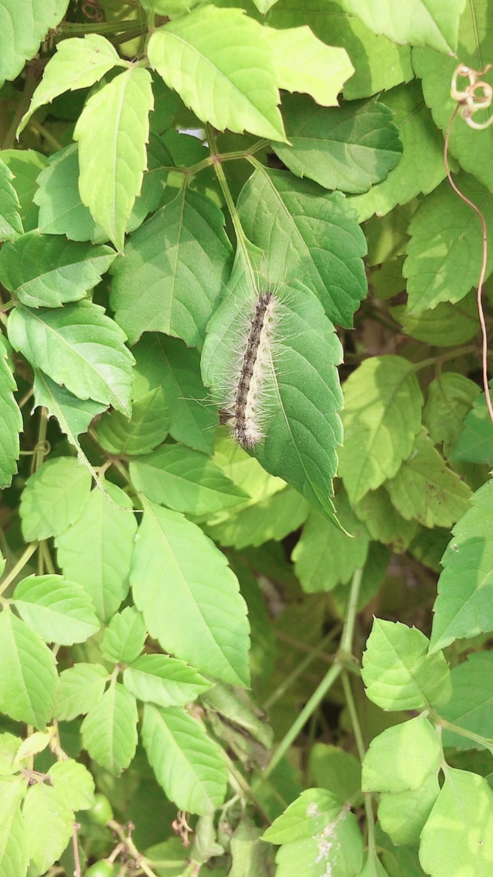 秋天这种虫子泛滥啊,大家离远点吧,碰到你蜇人特别疼!