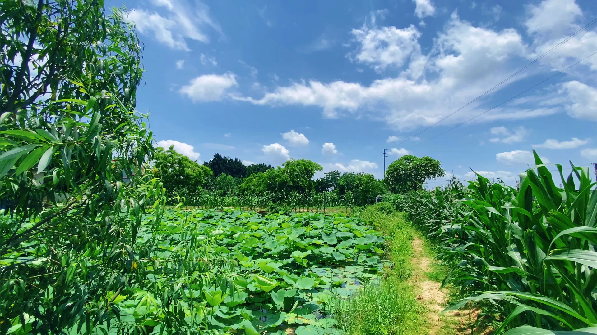 田园风光如诗如画,农村就是好-全民小视频