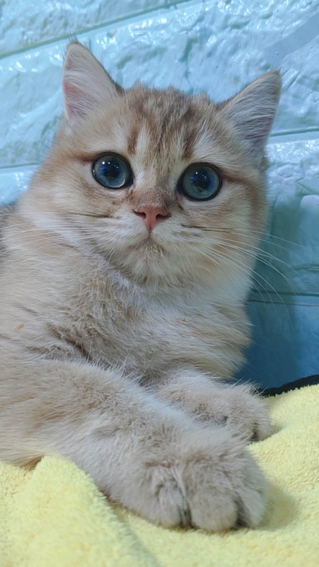 金渐层#金渐层宝宝,谁来爱我?