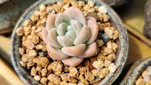 多肉植物#闪闪惹人爱的冰玉来了,难怪现在这么火!-度