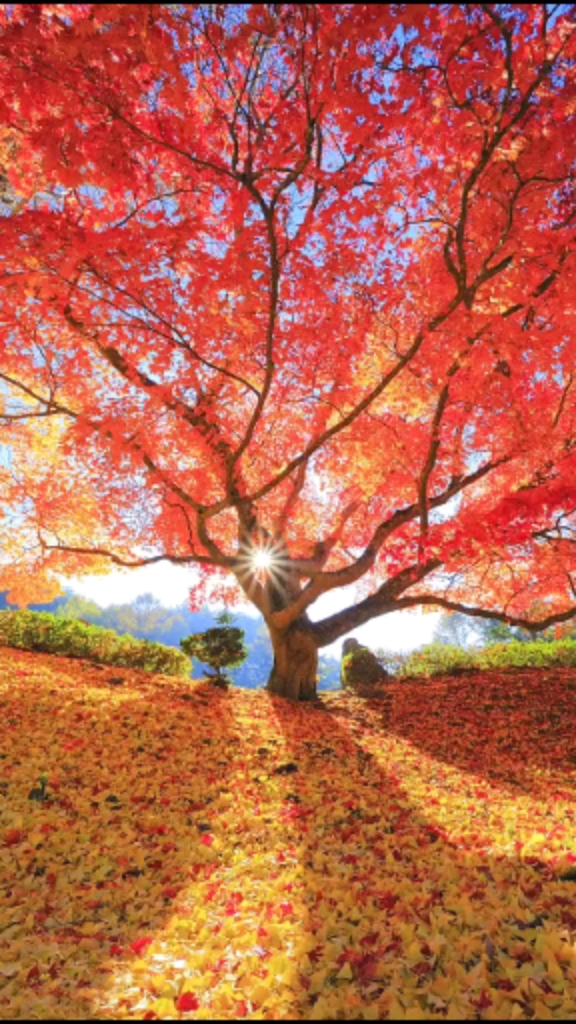 你好秋天#片片枫叶落,又是相思的季节!