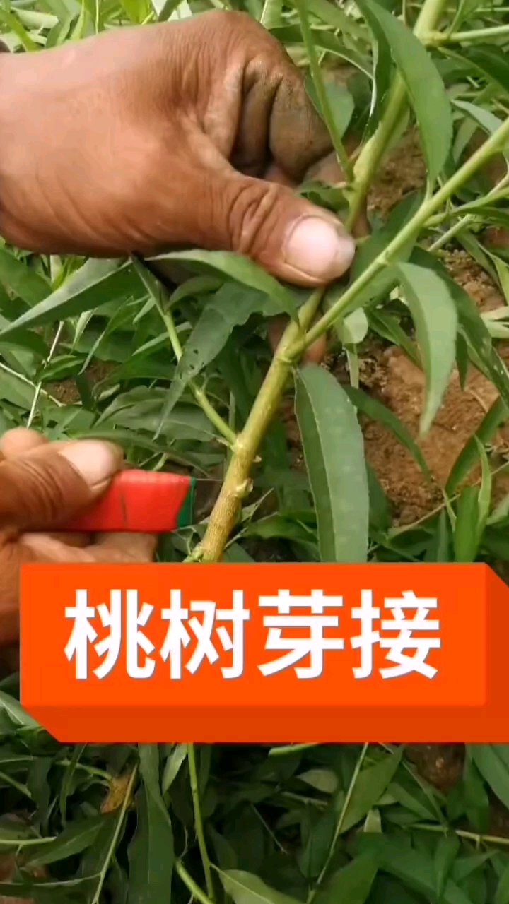 桃树芽接技巧