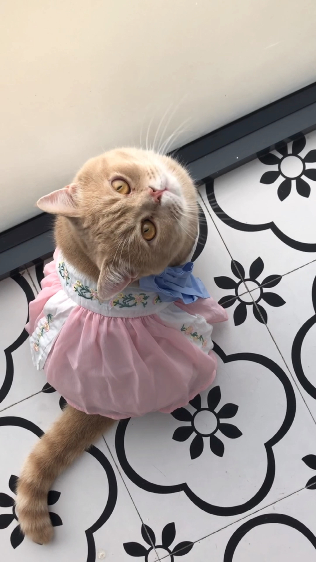 猫#穿汉服的大脸,你爱了么?