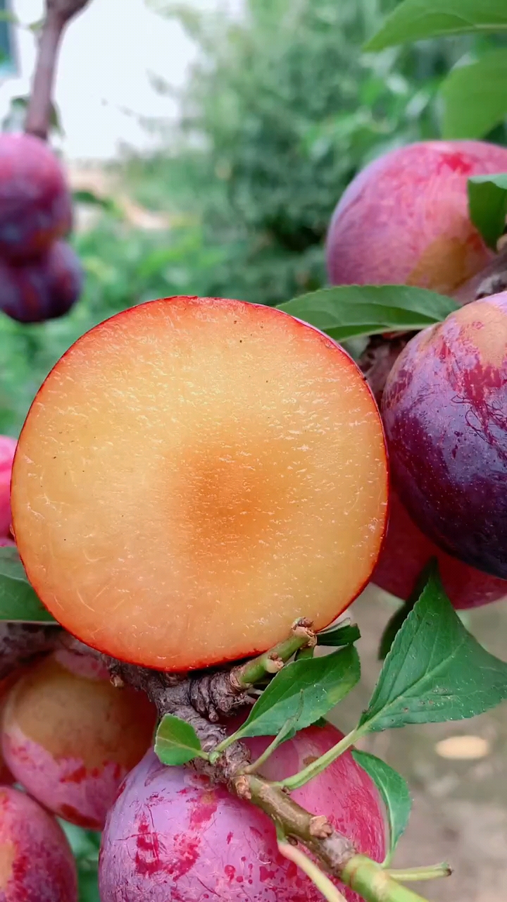 国峰七号李子树苗#国峰七号李子树苗,南北方均可种植-度小视