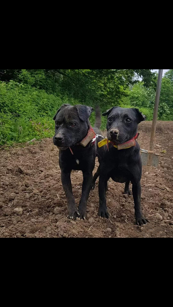 火梗#火梗犬分享