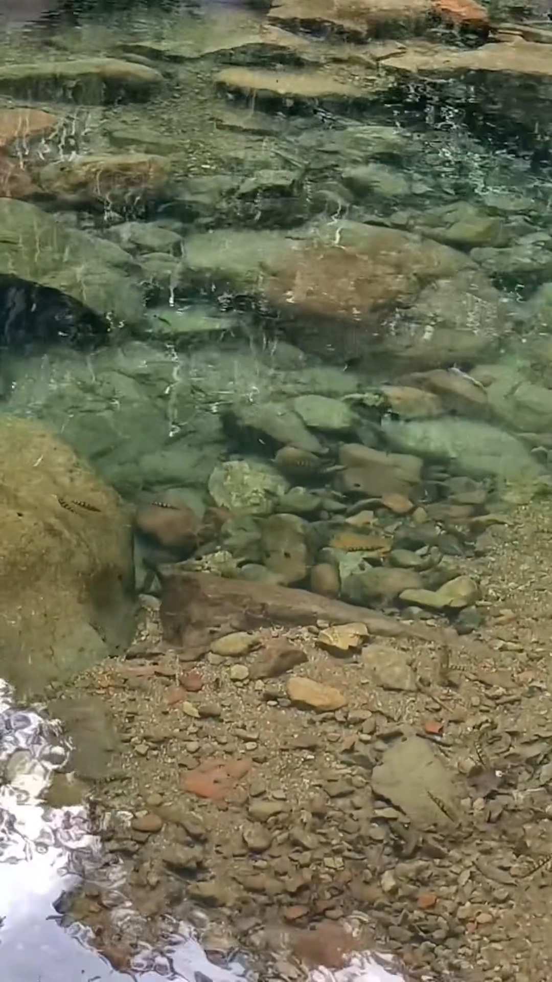 现在环境越来越好!这种鱼小河里面也越来越多了