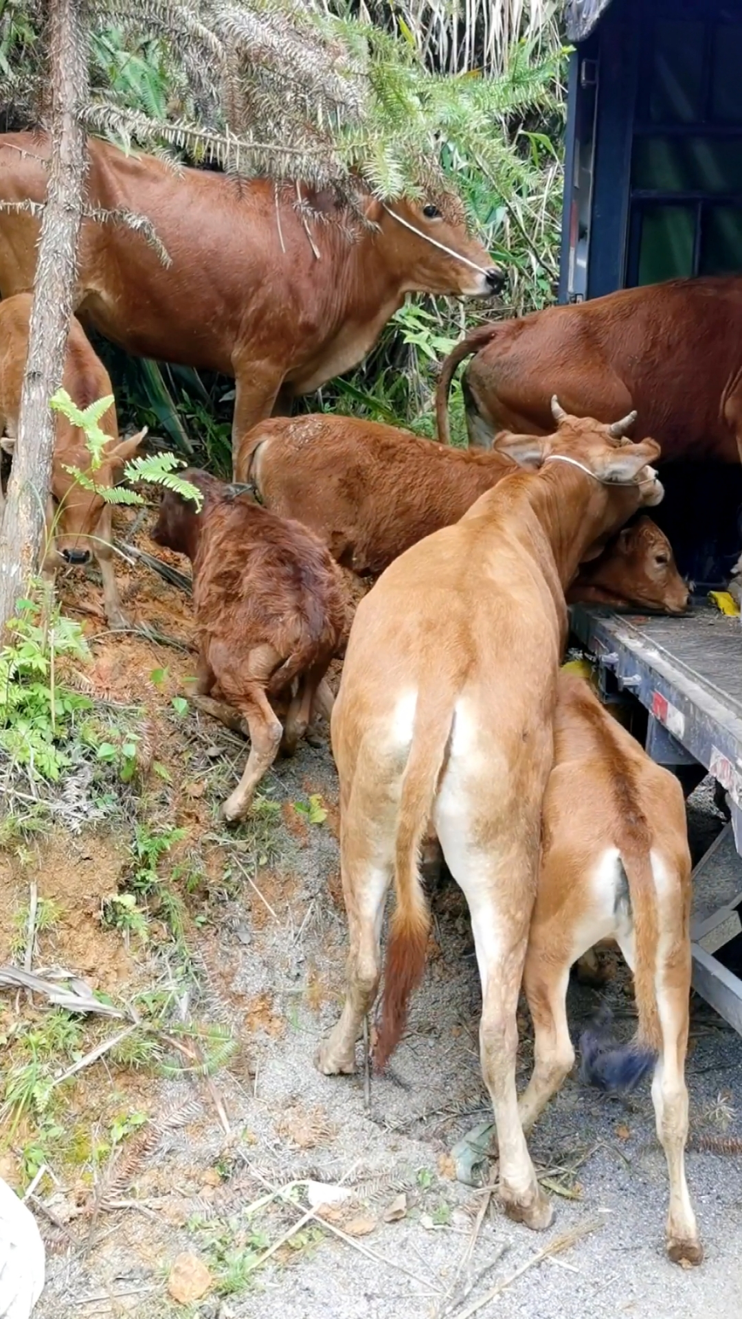 48万,广西贵港老板视频看牛直接定下,让我找车帮他发货.