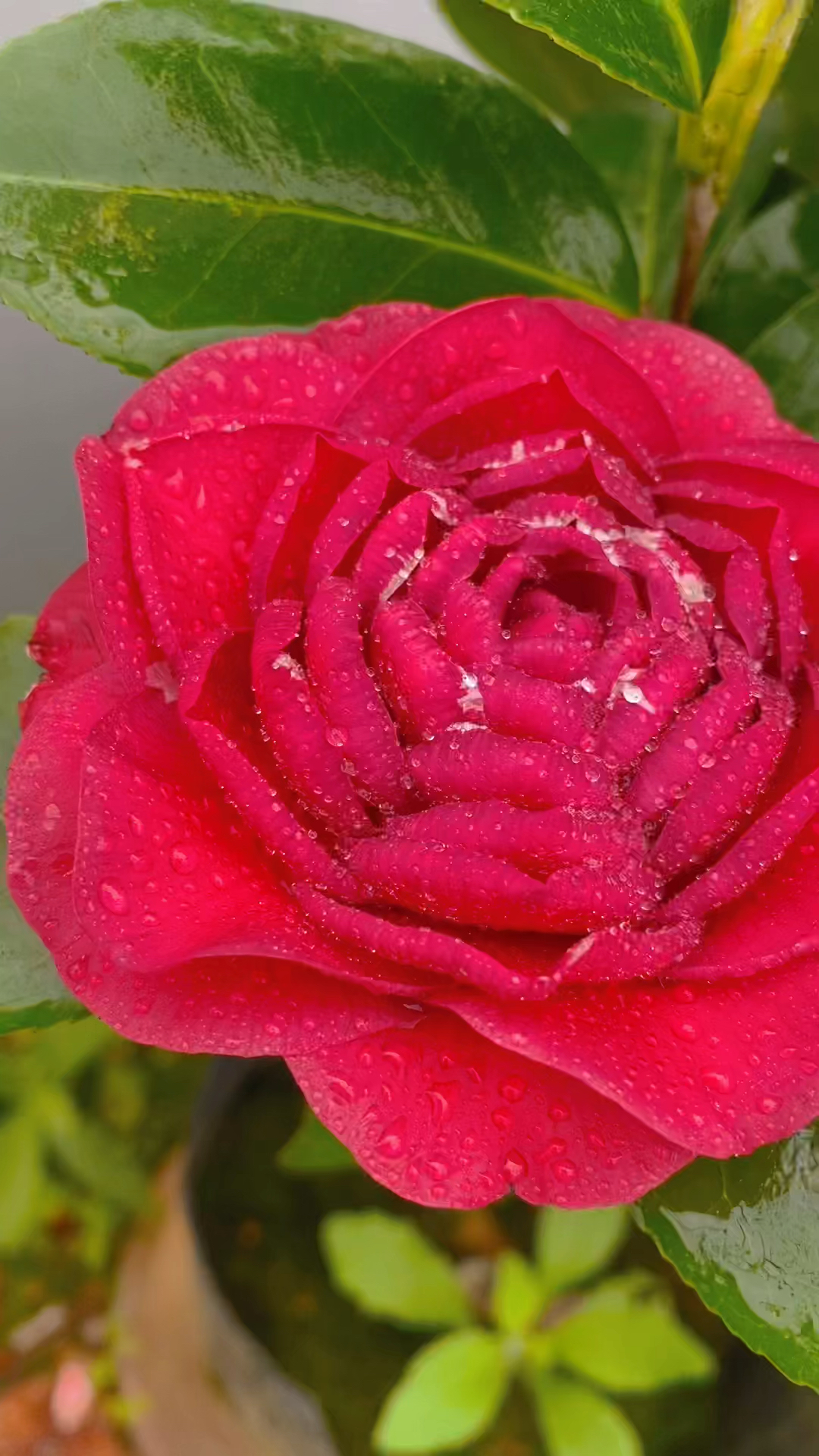 越姿茶花开品鉴赏!