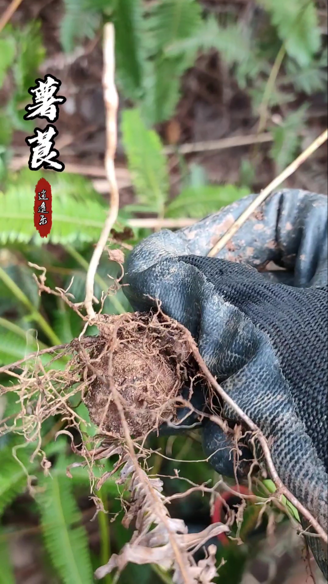 認識中草藥#百草中藥之薯莨,薯蕷科薯藤本植物,天然染色劑,塊莖入藥