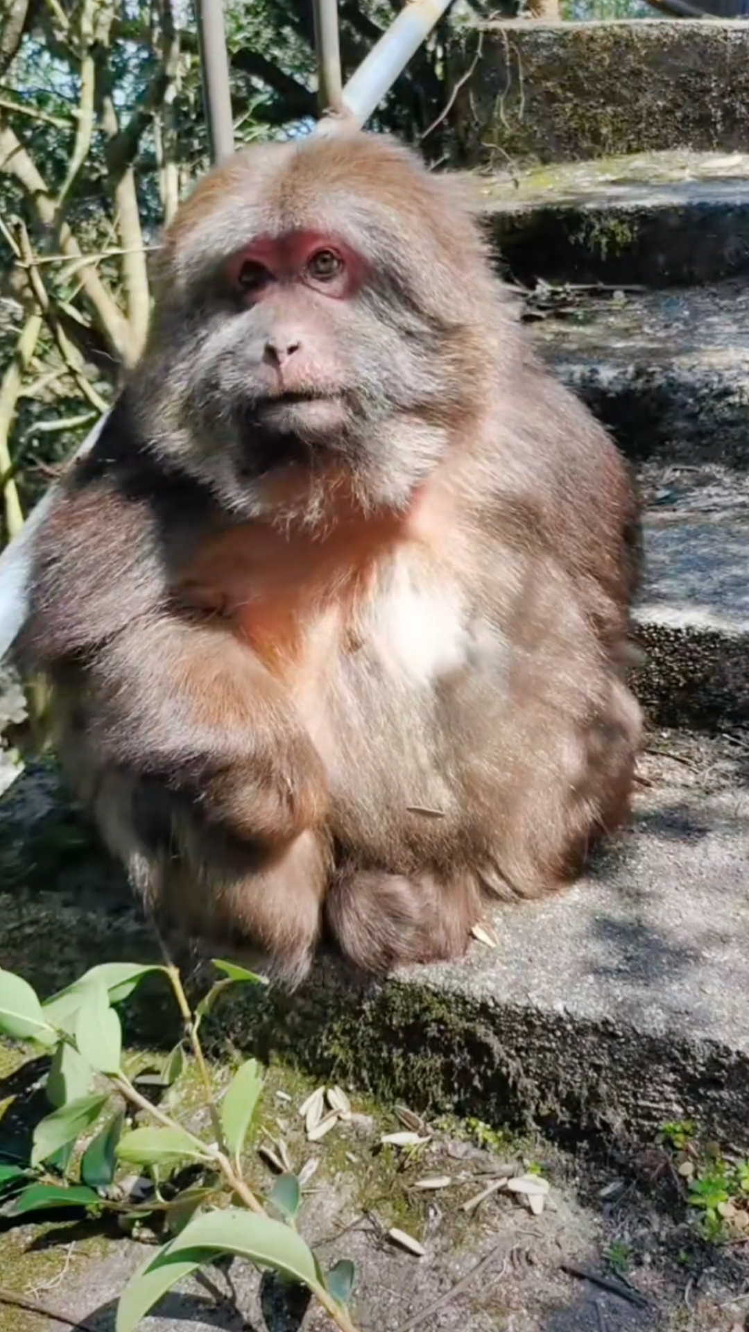 独臂猴星星吃瓜子的样子太可爱了