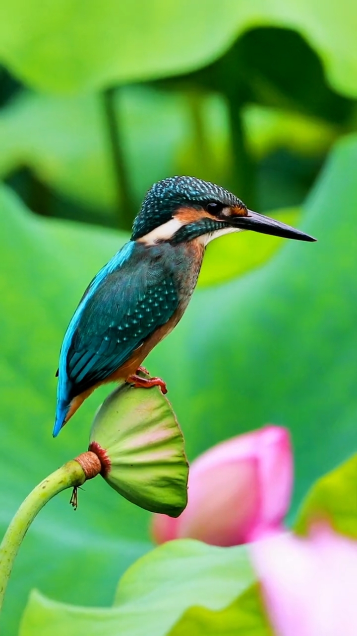 世界上最漂亮翠鸟图片图片