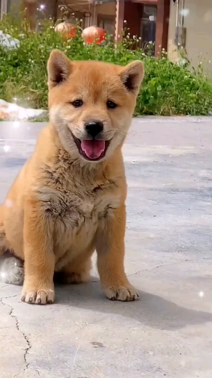 极品土猎,黄狗白面,笑脸相迎.-度小视