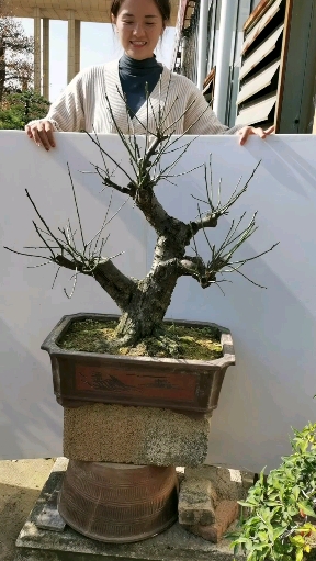 玉蝶梅花桩,合眼缘不(;`o)o