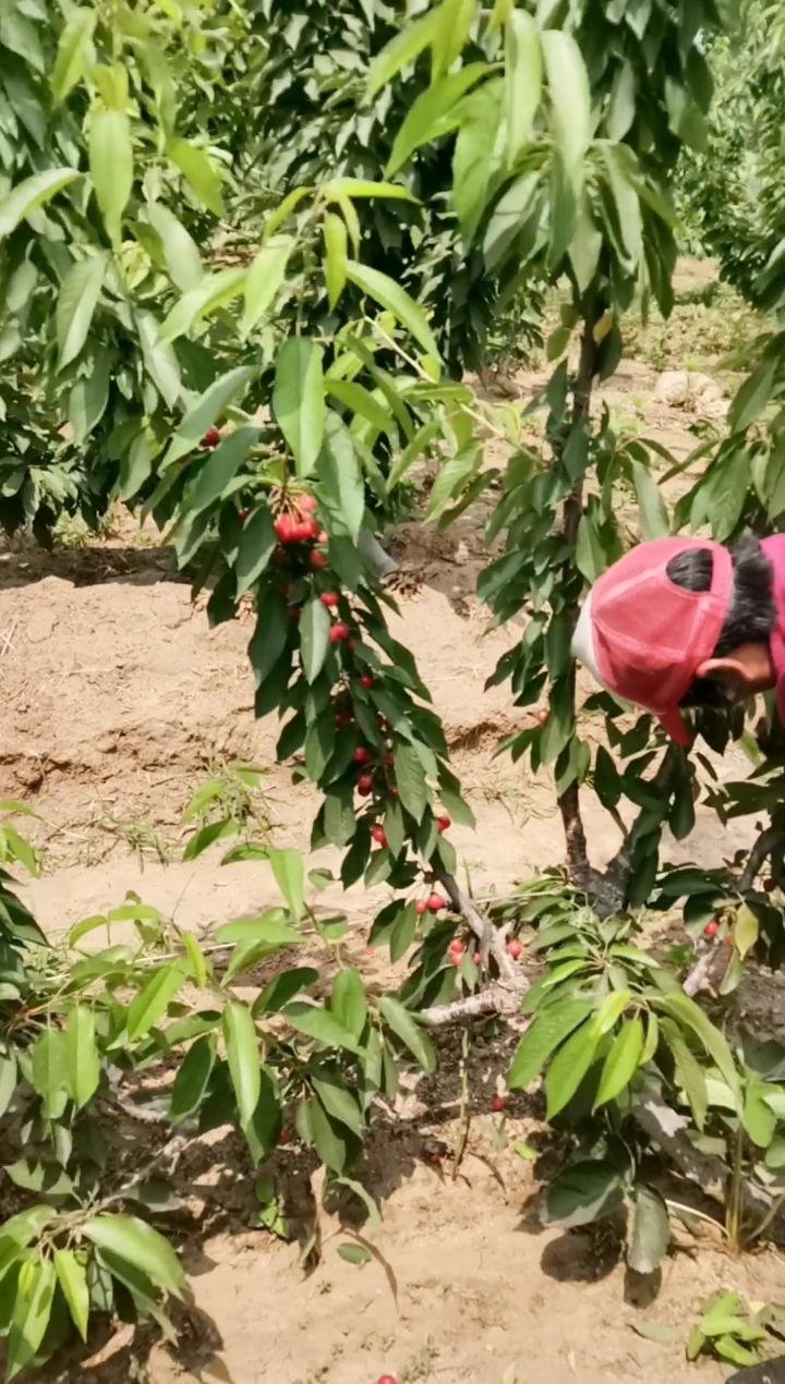 布鲁克斯大樱桃#大樱桃ufo树形,现在已经结果,一棵树产量15斤,并墙後