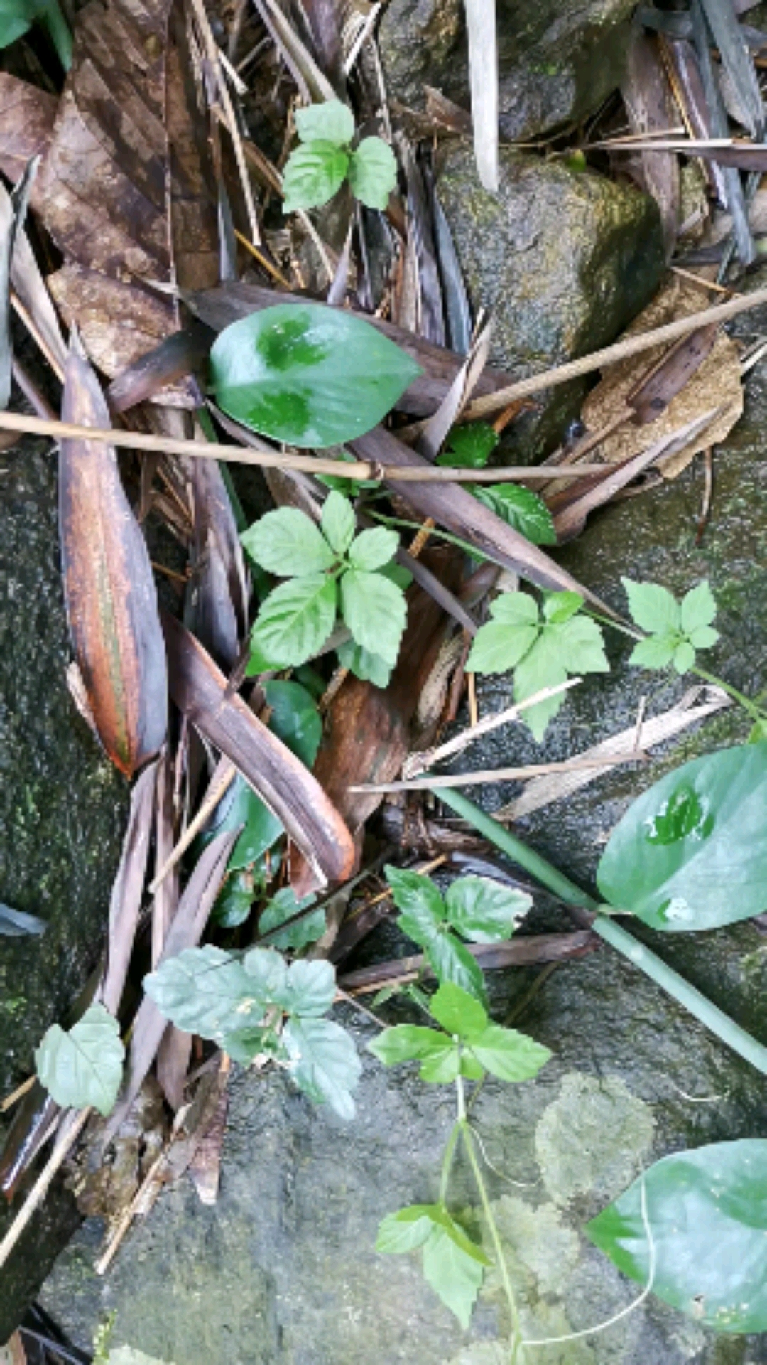 认识中草药#五叶绞股蓝,别名五叶神,你认识吗?-度小视