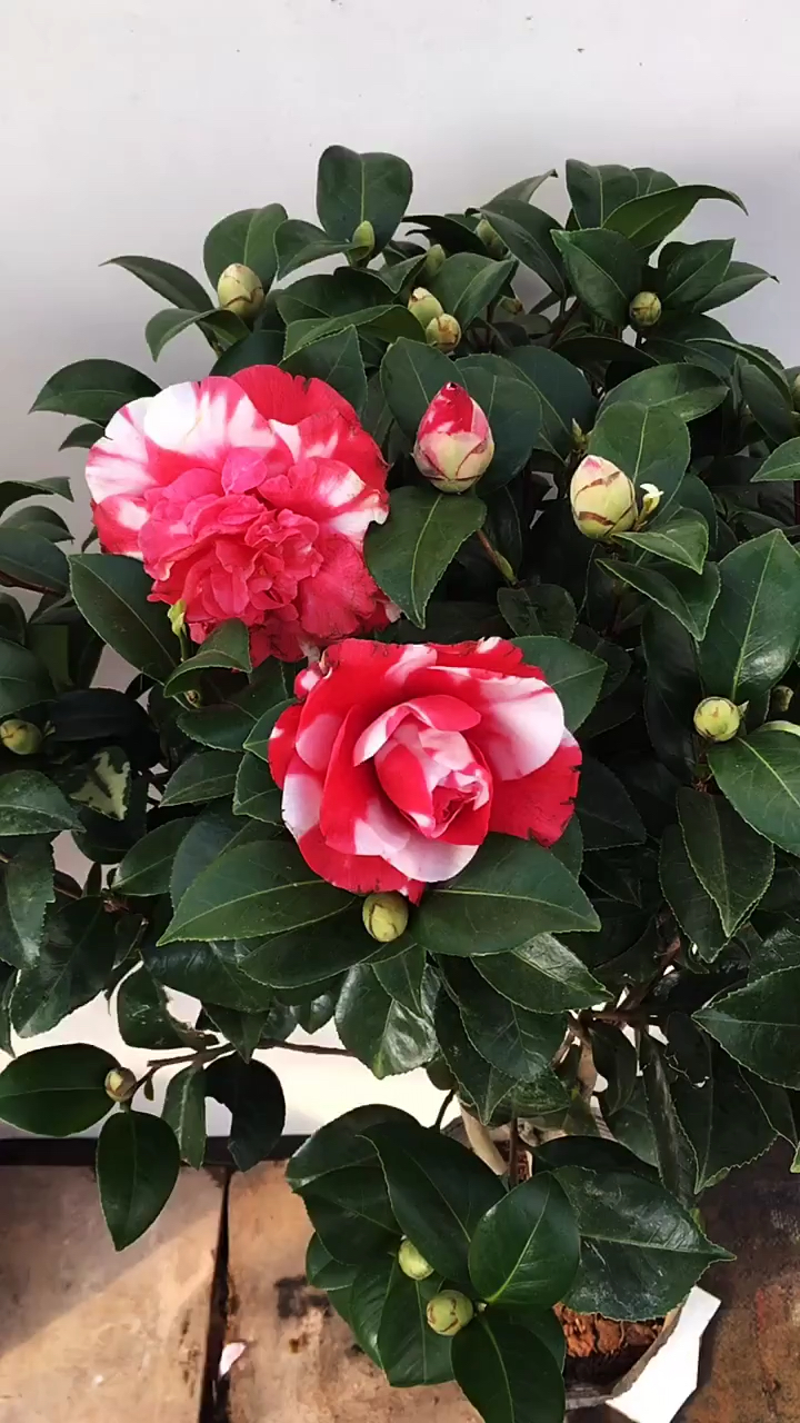 花露珍茶花花苞爆满