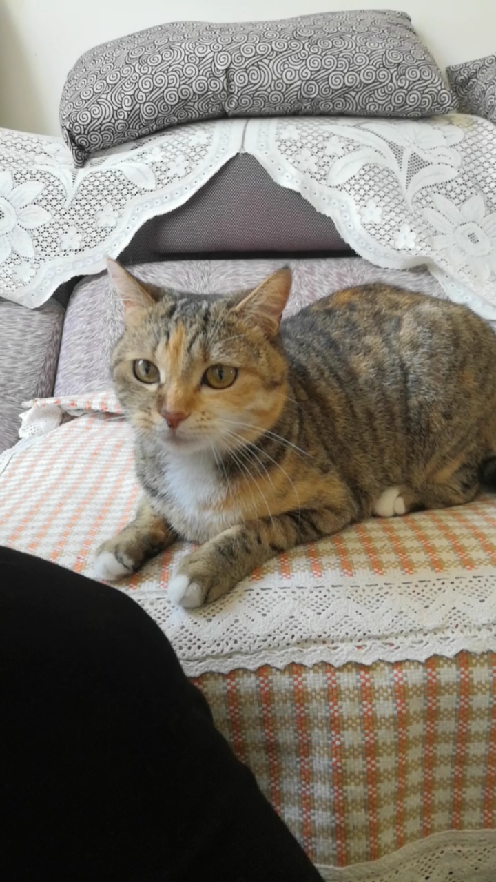 混血狸花猫#毛球还小连吃小鱼干都不如小猫有技术9803-度小视