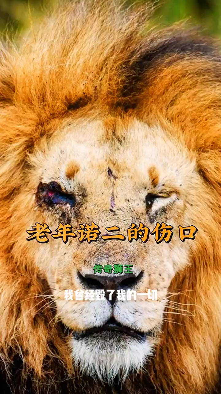 狮子舔伤口的图片图片
