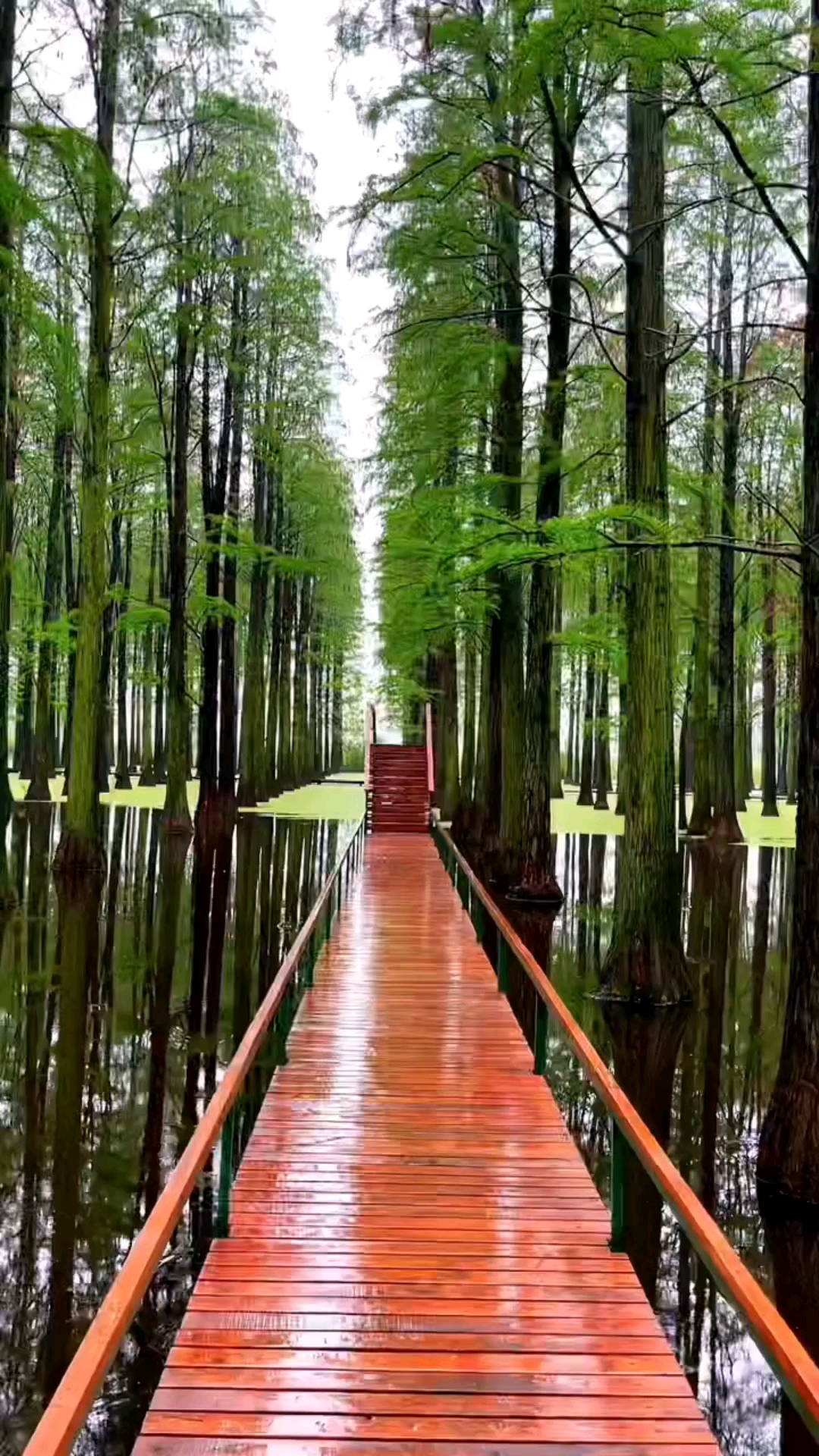 昆明:海洪溼地公園,美如仙境,讓人陶醉.-度小視