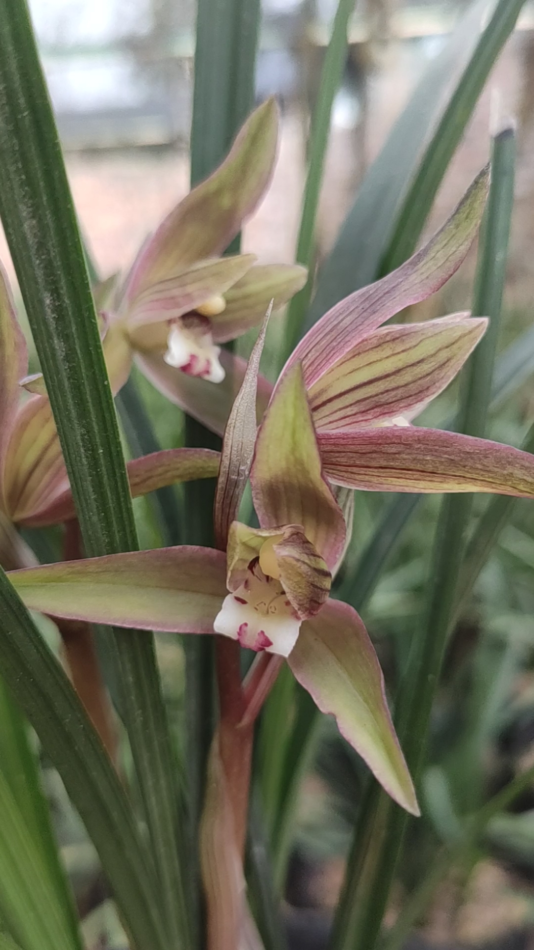 兰花技术交流#春剑兰花色花-度小视