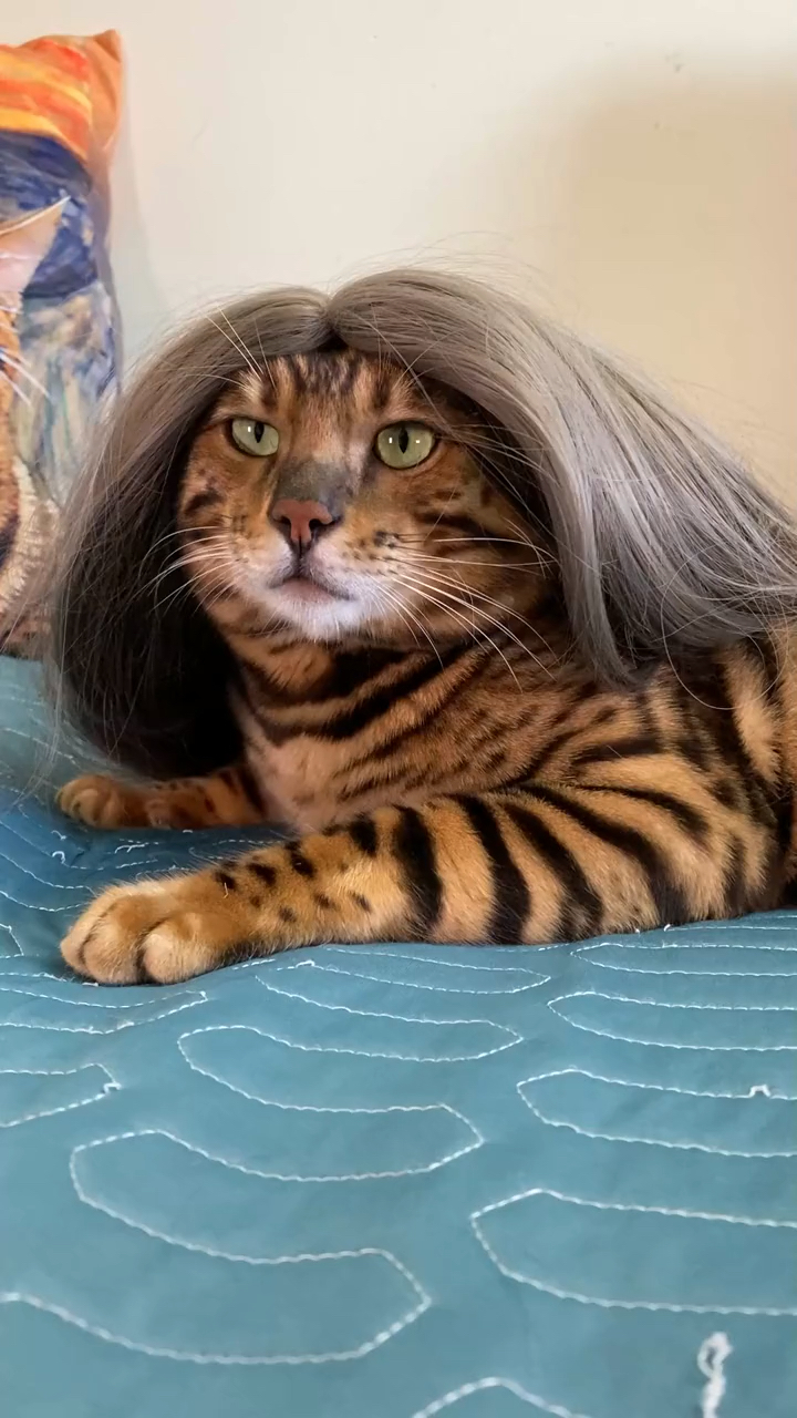 当猫咪遇到假发