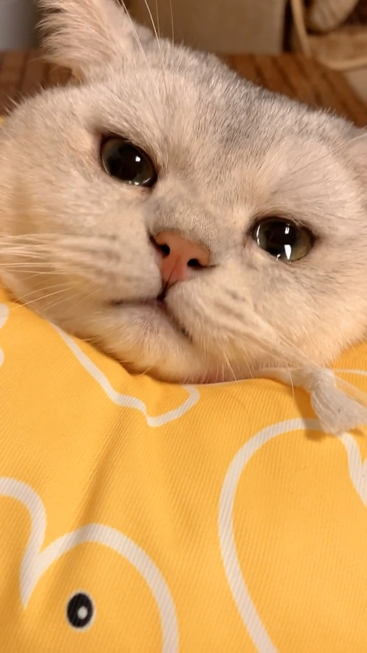 可爱包,委屈起来可爱到不行