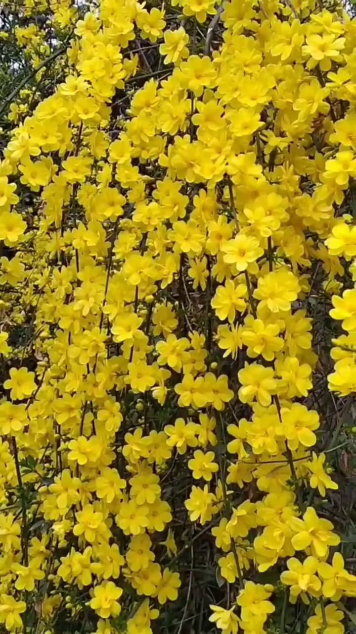 高杆迎春花树图片