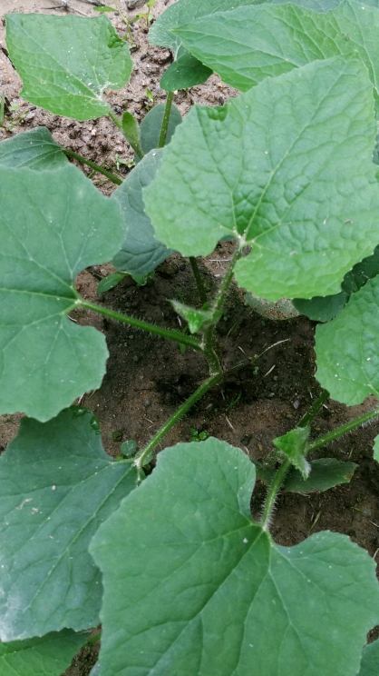 这是我种的冬瓜秧,发芽率挺高的
