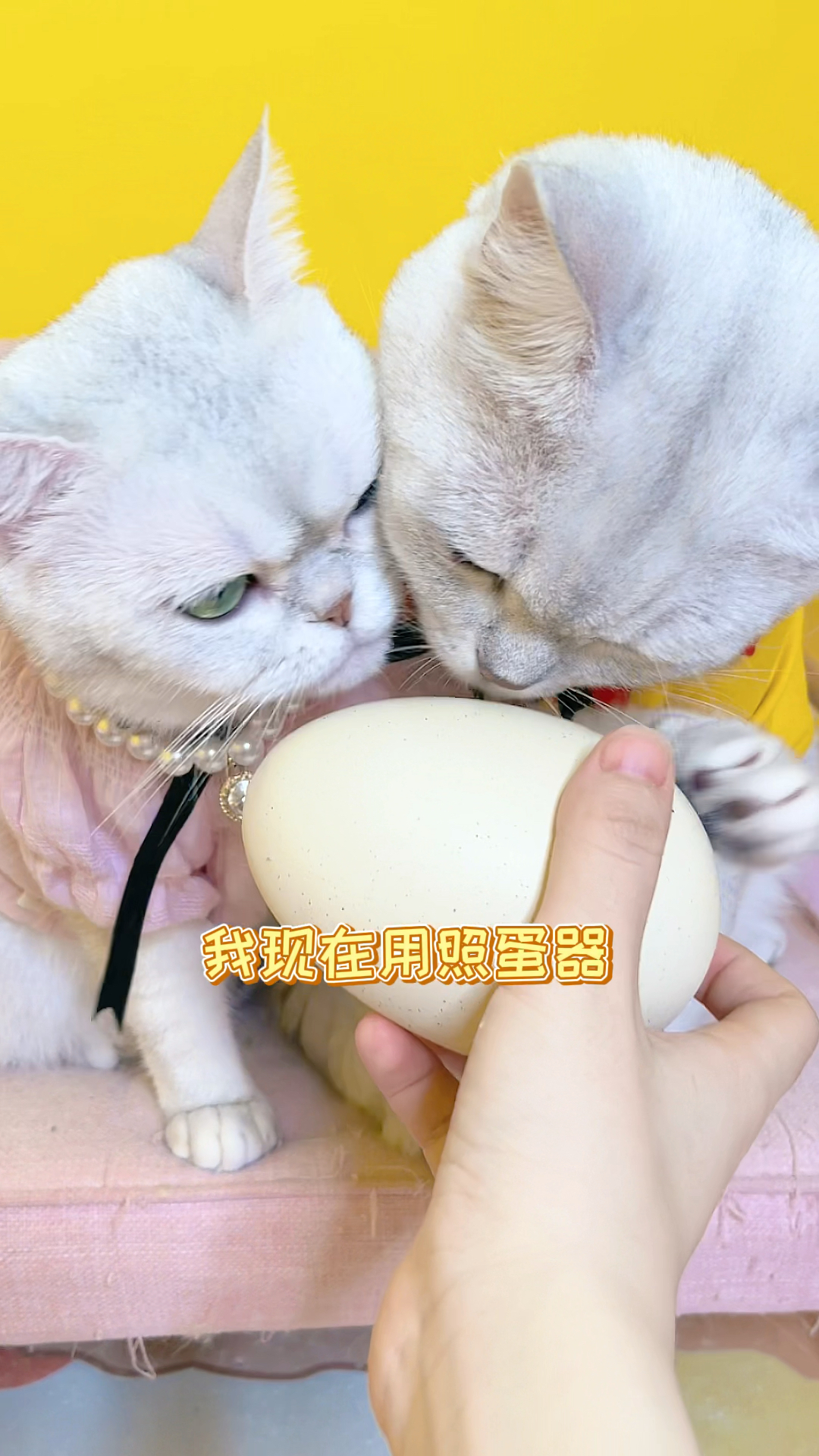 我家萌宠成精了和包仔辣条一起孵恐龙蛋
